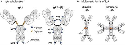 Efficient N-Glycosylation of the Heavy Chain Tailpiece Promotes the Formation of Plant-Produced Dimeric IgA